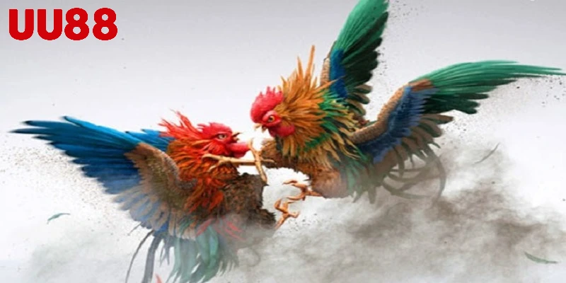 Đôi nét cơ bản về sảnh đá gà