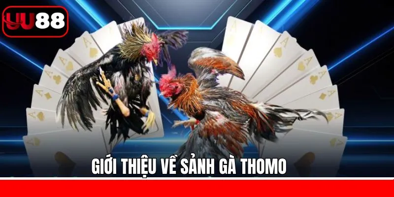 Nội dung sơ lược về sảnh gà Thomo