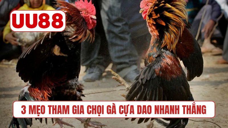3 mẹo tham gia chọi gà cựa dao nhanh thắng