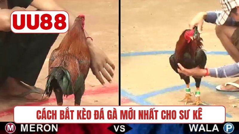 Cách bắt kèo đá gà mới nhất cho sư kê