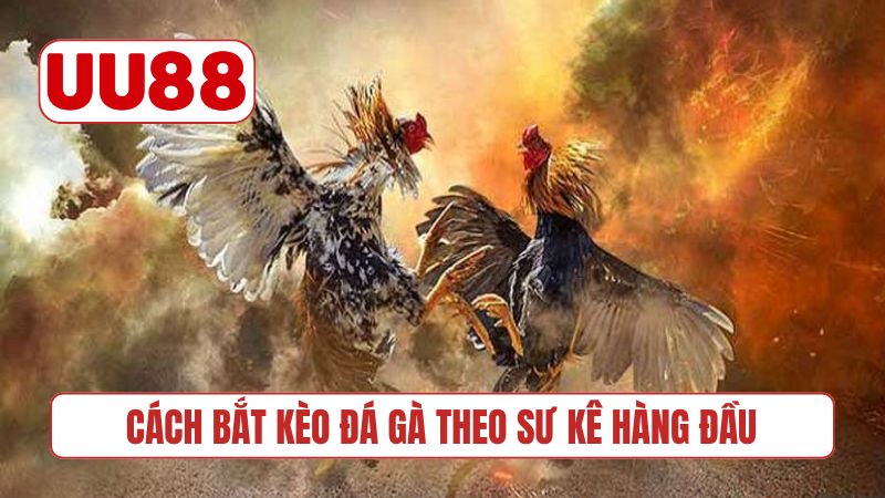 Cách bắt kèo đá gà theo sư kê hàng đầu